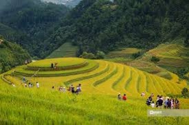 Mù Cang Chải: Mê mẩn mùa lúa chín trên đồi Mâm xôi