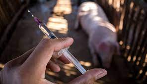 Việt Nam lần đầu xuất khẩu vaccine ASF