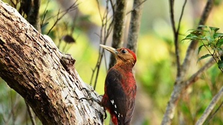 UNESCO công bố thêm bốn Di sản Thiên nhiên và ba Di sản Văn hóa mới